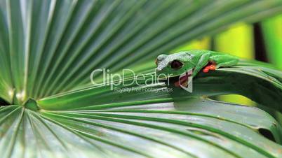 Red eyed frog,Costa Rica