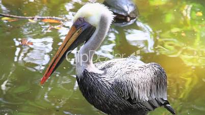 Foreground of a pelican in Costa Rica