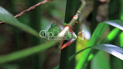 Red eyed frog,Costa Rica