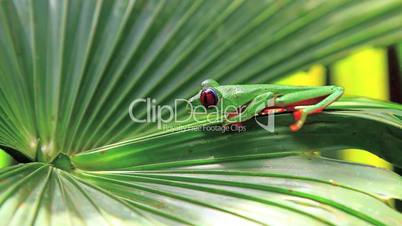 Red eyed frog,Costa Rica