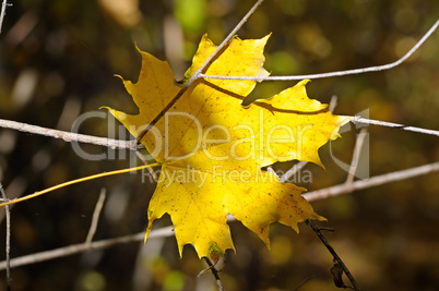 yellow maple leaf on blurred background