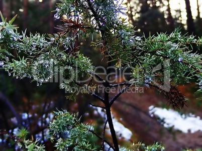 Rain in forest