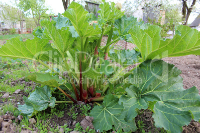 bush of rhubarb