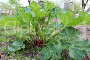 bush of rhubarb