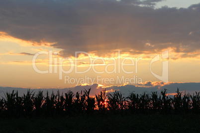 Dark summer decline above the village