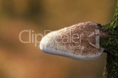 Birkenporling - Piptoporus betulinus