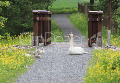 Schwanenfamilie