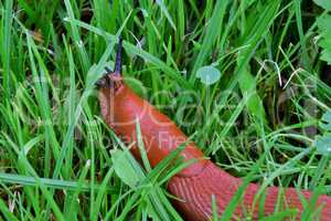 Spanische Wegschnecke