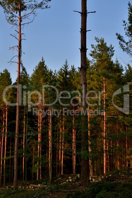 Nadelwald im Licht der untergehenden Sonne