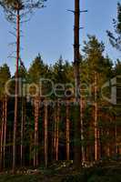 Nadelwald im Licht der untergehenden Sonne