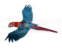 Scarlet macaw, parrot, flying - 3D render