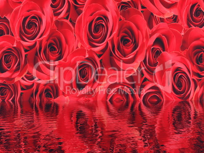 Red roses background