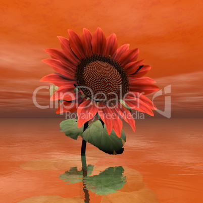 Beautiful red sunflower - 3D render