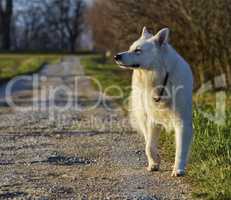 Swiss white shepherd