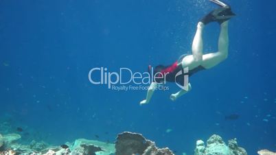 Snorkeler diving along the brain coral