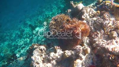 Sergeant major (fish) - Reef with a variety of hard and soft corals and tropical fish. Coral reef in the Maldives (Abudefduf saxatilis).