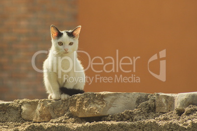 Katze auf Mauer mit Blick zur Kamera