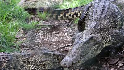 Mating crocodiles