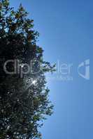 Freisteller blauer Himmel und Baum mit Sonne