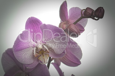 Orchidee mit Bokeh