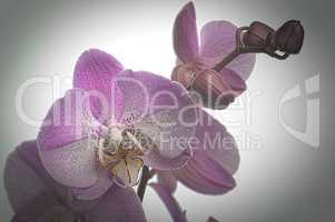 Orchidee mit Bokeh