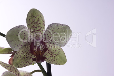 Orchidee als einzelne Blüte mit farblichem Hintergrundverlauf