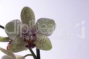 Orchidee als einzelne Blüte mit farblichem Hintergrundverlauf
