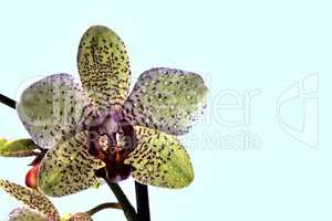 Orchidee als einzelne Blüte mit Textfreiraum