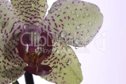 Orchidee Blüte als Makro / Makroaufnahme