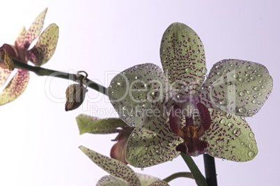 Orchideen als einzelne Blüte