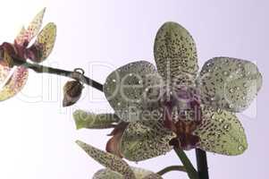 Orchideen als einzelne Blüte