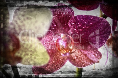 Orchideen als extravagantes Titelbild