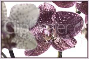 Orchideen als extravagantes Titelbild mit Ramen