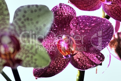 Orchideen als extravagantes Titelbild