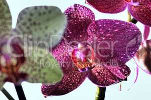 Orchideen als extravagantes Titelbild
