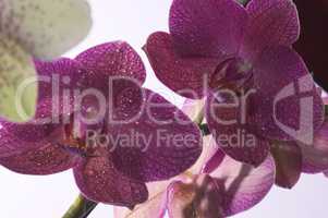 Orchideen einzelne Blüte als Nahaufnahme