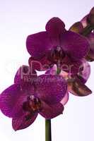 zwei Orchideen als Nachaufnahme