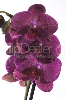 Drei Orchideen Blüten vor weißem Hintergrund