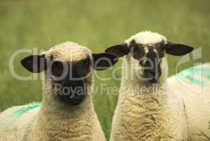Zwei Schafe auf Wiese