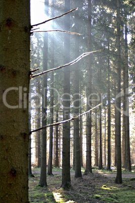 Lichtstrahl von links im Wald