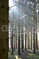 Lichtstrahl von links im Wald