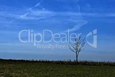 einzelner verkümmerter Baum auf einem Feld