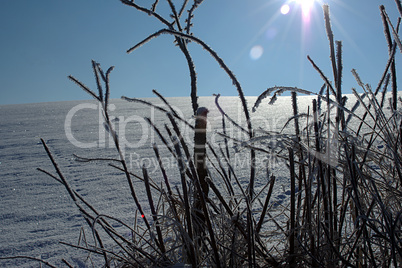 Schneelandschaft mit vereisten Pflanzen vor Sonne