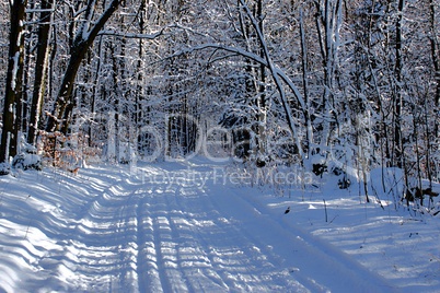 Winterlandschaft im Wald