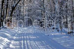 Winterlandschaft im Wald