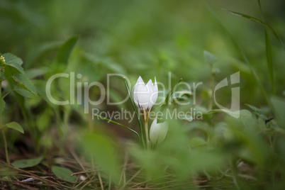 Crocus flowers.