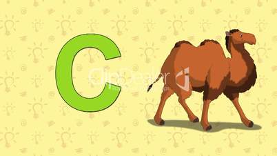Camel. English ZOO Alphabet - letter C