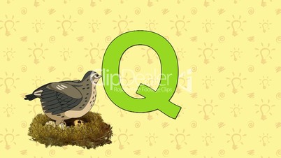 Quail. English ZOO Alphabet - letter Q
