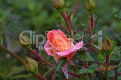 Rosen mit Wassertropfen