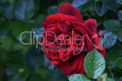 Rote Rosen mit Wassertropfen
